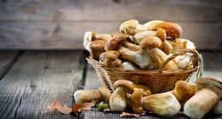 Women, should you be following the M-Plan diet?