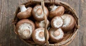 5 amazing benefits of mushrooms for a healthy skin 5 amazing benefits of mushrooms for a healthy skin