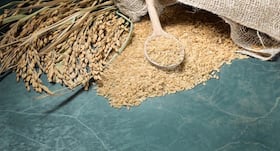 Now genetically modified rice to manage HIV