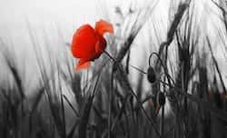 सावन के महीने में इन 3 चीजों का खाने में सभंल कर करें प्रयोग, हो सकते हैं बीमार