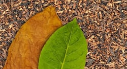 Cancer cases in India will increase by 12% in five years: ICMR