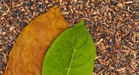 Smoking it may kill you, but tobacco can be your absolute healer