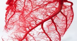 Try out simple leg exercises for a healthy heart and improved blood vessel function