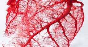 Try out simple leg exercises for a healthy heart and improved blood vessel function