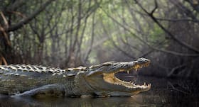 Now 3D print and crocodile cartilage can repair joints in no time Now 3D print and crocodile cartilage can repair joints in no time