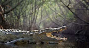 Now 3D print and crocodile cartilage can repair joints in no time