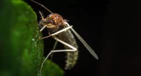 These wonder mosquitoes are being bred to fight deadly dengue These wonder mosquitoes are being bred to fight deadly dengue