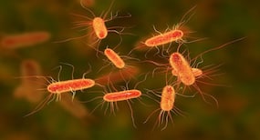 E. coli in packaged poultry may be giving you urinary tract infections