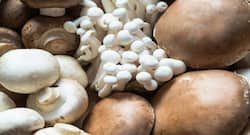 Magical Mushrooms: 6 surprising benefits of including it in your diet