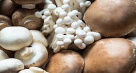 Magical Mushrooms: 6 surprising benefits of including it in your diet Magical Mushrooms: 6 surprising benefits of including it in your diet