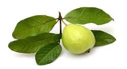 Guava: The many health benefits of it + 2 fantastic recipes
