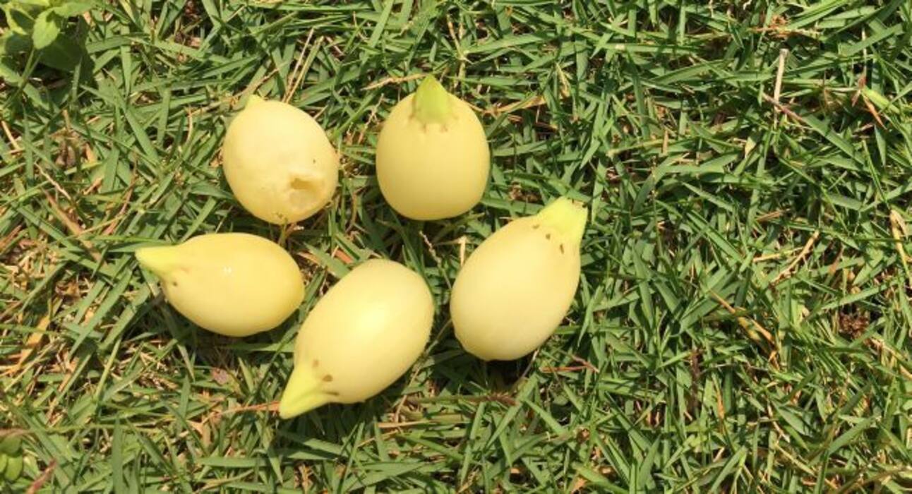 हेल्दी रहने के लिए अपनी डायट में शामिल करें ये 6 फूल