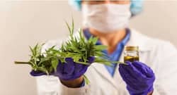 Know how cannabis harms the brain