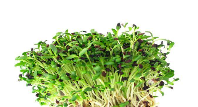 alfalfa benefits for sex Amature nude sex tubes