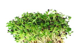Alfalfa sprouts: 6 health benefits of these microgreens