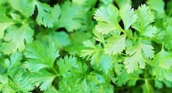 धनिया से दूर रहती हैं ये 5 बीमारियां