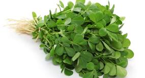 Is it safe to have meethi or fenugreek during pregnancy?