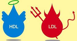 Everything you need to know about LDL and HDL cholesterol