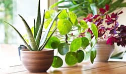 5 things you must do to keep your home free from air pollution