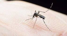 5 effective home remedies for insect bites