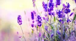 Know how smell of lavender helps you unwind