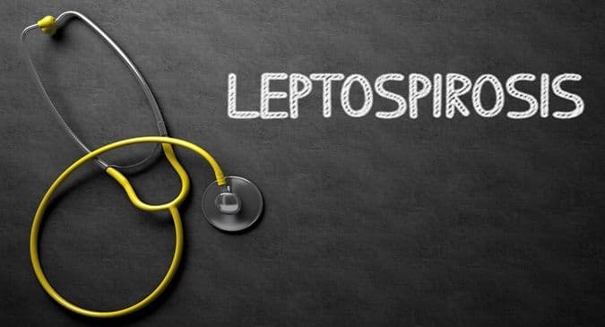 Leptospirosis