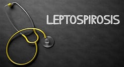 How Does Leptospirosis Spread In The Body? Explains Microbiologist