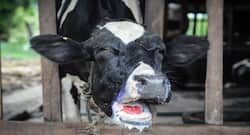 Nations pledge to eradicate deadly Peste des petits ruminants disease