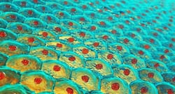 Researchers transformed tissue cells into skin cells to heal wounds