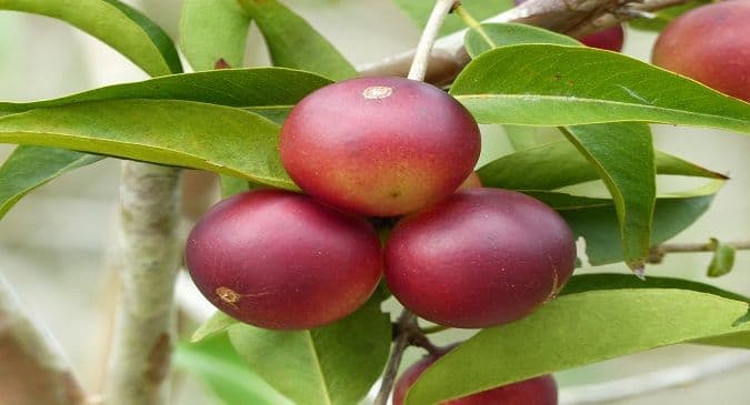 Eat this fruit to prevent obesity and metabolic disease | TheHealthSite.com