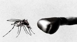 Nature's way of curing dengue