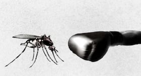 Nature's way of curing dengue
