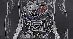 Study finds the first bacteria in gut to determine chronic conditions in later life