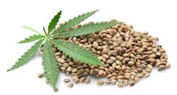 Hemp seeds: The many health benefits of it