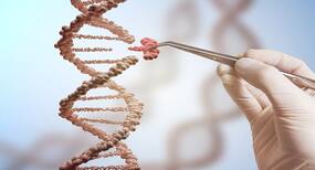 Gene editing on dogs shows promise in treating muscular dystrophy