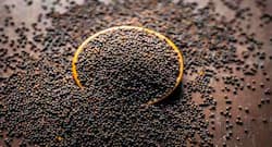 National Nutrition Week 2018: Magical mustard for good health