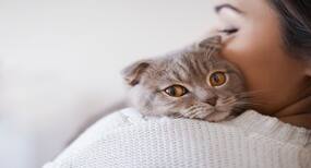 Your pet cat can give you this rare bacterial infection Your pet cat can give you this rare bacterial infection