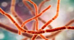 केरल में फैल रहा है रैट फीवर, जानें क्‍या है यह बीमारी