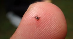 All you need to know about typhus