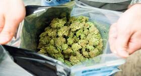 Cannabis seems to affect teenage brains more than alcohol, shows study