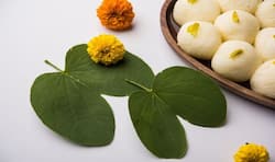 Dusshera special: Medicinal benefits of sona or apta leaf or Bauhinia racemosa