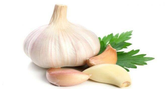 Garlic