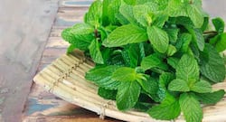 6 ways in which mint leaves can help you get rid of acne and acne scars