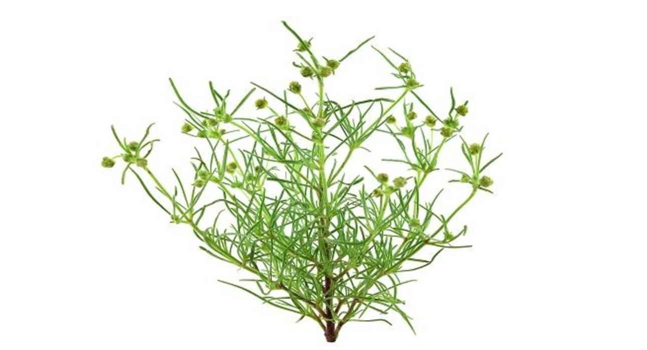 Healing diabetic foot ulcers the nature's way