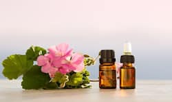 Sweet scented geranium: Health benefits of this flower and essential oil