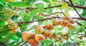 5 health benefits of white jamun