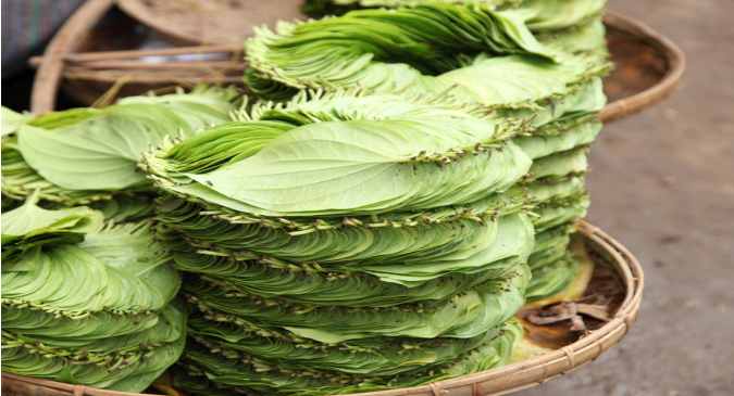 These health benefits of betel leaf will mesmerize you | TheHealthSite.com