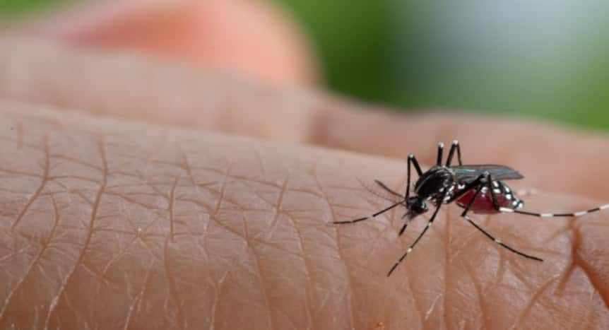 Dengue Diet Tips, 5 diet tips to prevent and recover from dengue