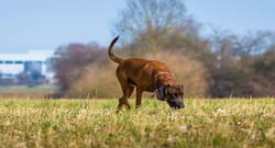 Did you know? Sniffer dogs can detect malaria in people