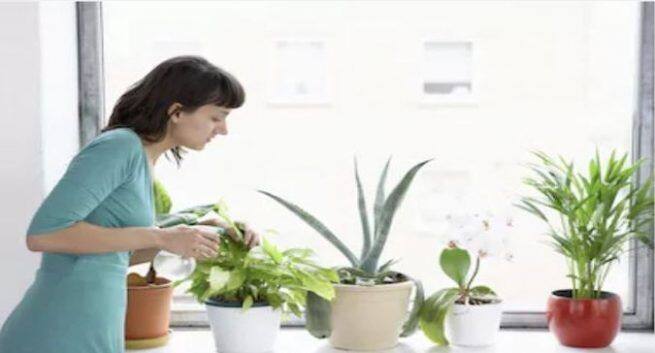 indoor-plants to keep pollution away